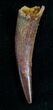 Large Inch Pterosaur Tooth - Morocco #7178-1